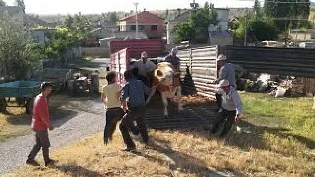 Seydişehir'de köylüye süt ineği dağıtıldı