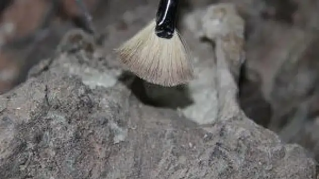 Meksika'da 14 bin yıllık mamut fosili bulundu