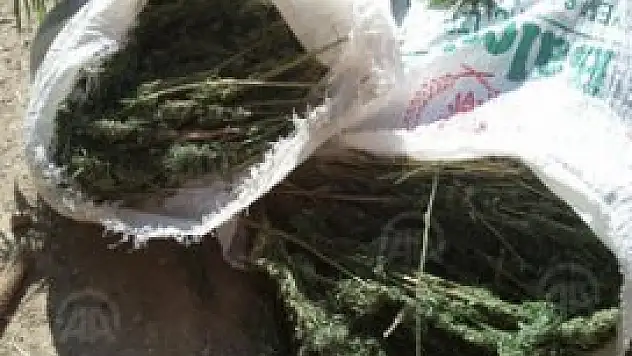 Mısır tarlası değil uyuşturucu bahçesi!