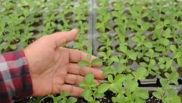 'Stevia' şekerin tahtını sallıyor