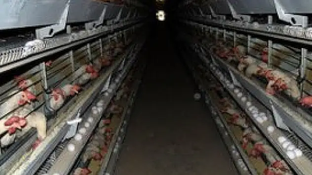 Türkiye hayvancılıkta 'kanatlandı'