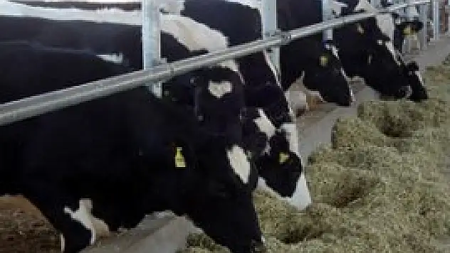 60 bin yoksul kendi işini kurdu