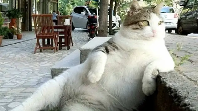 Ünlü kedi Tombili hayatını kaybetti