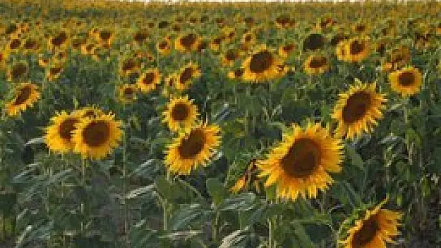 Tereciye tere sattık