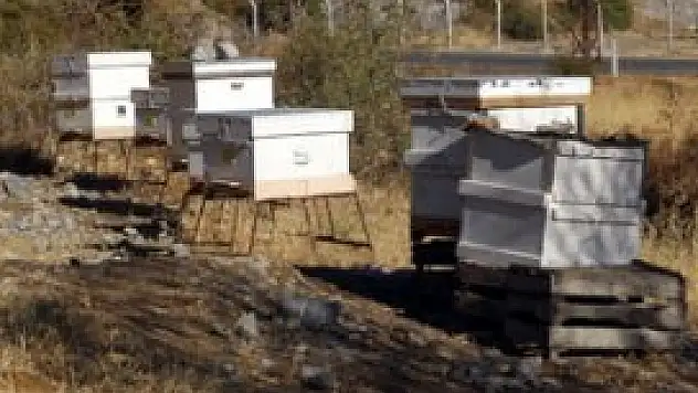 Seydişehir'de bal kovanlarını çaldılar