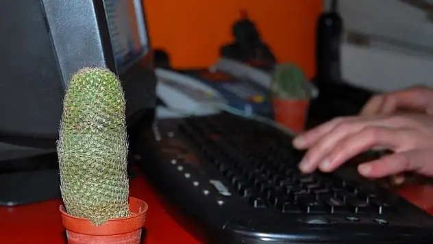 'Kaktüs odayı radyasyondan arındırmaz'