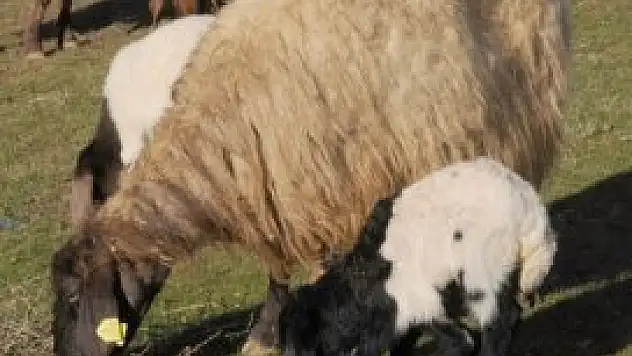 5 bacaklı kuzu ilgi odağı oldu