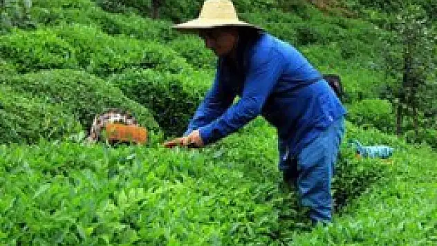 Çay üreticisine destek