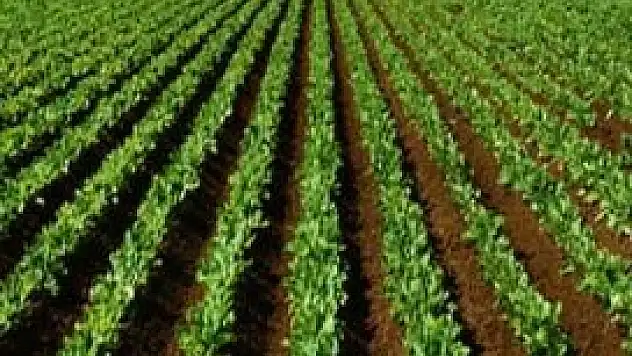 Az tohumla yüksek verim alın!