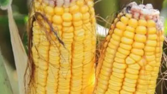 Mısır'ın satış fiyatı belli oldu