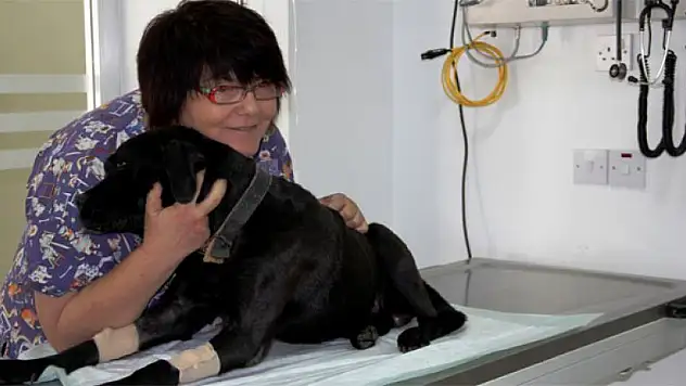 İlk Türk kadın veterinerlerin projesi dünyaya umut olacak