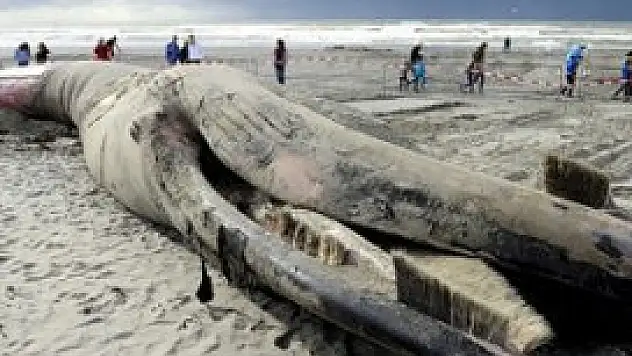 Hollanda'da dev balina sahile vurdu