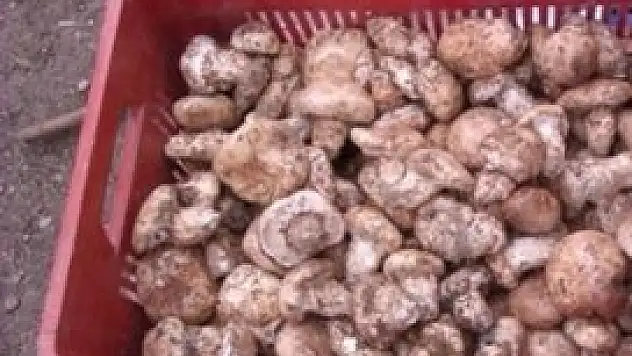 Bilinen mantarı tüketin