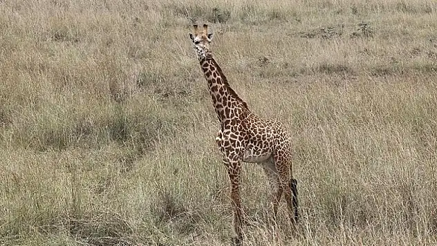 Zürafaların dört türü olduğu keşfedildi