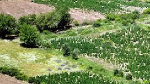 PKK'nın şoke eden esrar tuzağı!