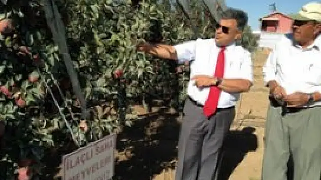 Ereğli'de elma hasadı başladı