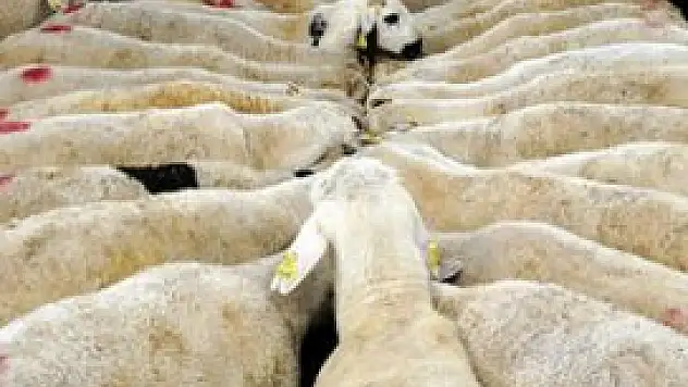 Vekaletle kurban kesim kampanyası başladı