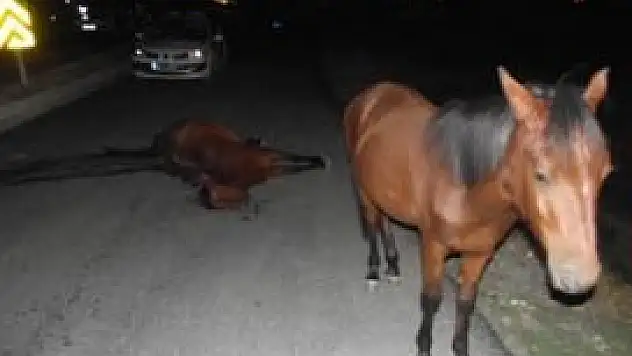 Konya'da otomobil ata çarptı!