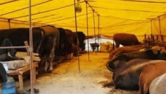 İhtiyacın 2 katı kurbanlık hayvan var