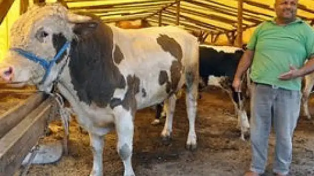 İkinci el otomobil fiyatına kurbanlık boğalar