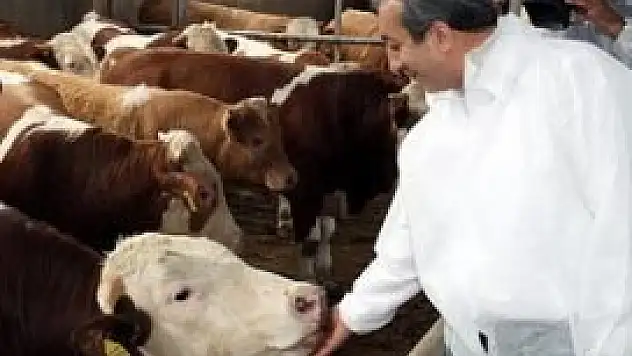 Kurbanlık hayvan sayısında sıkıntı yok