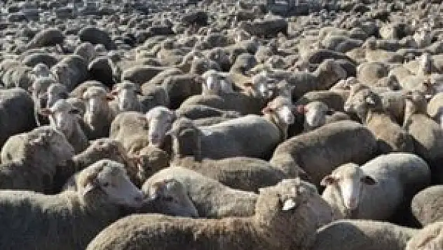 İllere göre kurban bedelleri