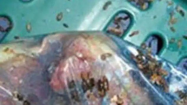 Ünlü süper markete 180 bin liralık fare cezası