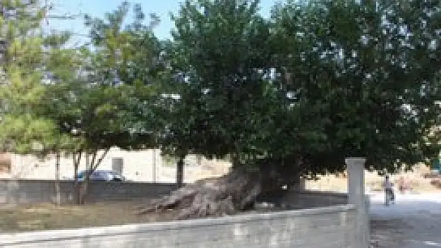 Tarihi ağaca koruma talebi