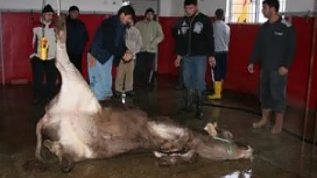 Sertifikalı kurban kesim kursu verilecek