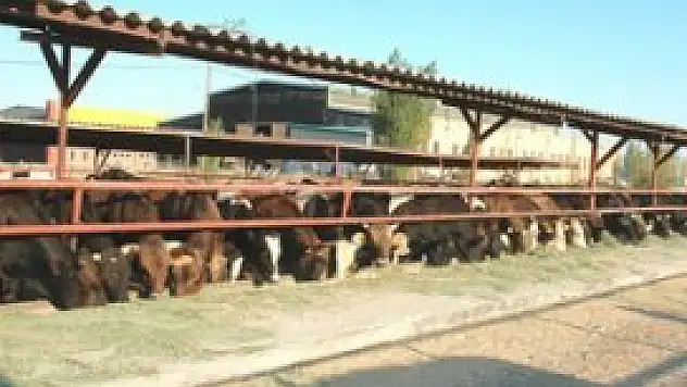 Güvenilir kurbanlıklar Selet'te