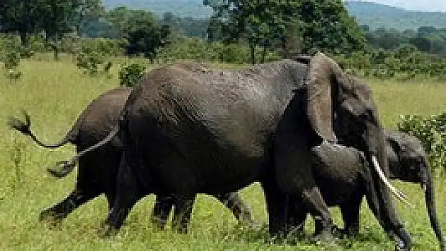 Zimbabve'de fil katliamı