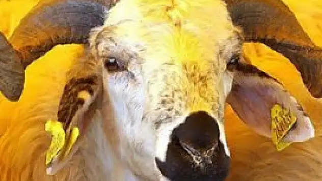 Kurban Bayramı, yüzleri güldürecek