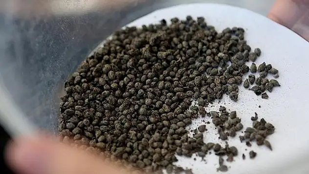 Yassıtepe'de 5 bin yıllık üzüm çekirdekleri bulundu