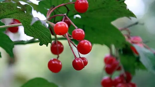 'Gençlik iksiri' gilaburu dünyaya açılacak