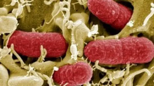 Hacı adaylarında 'corona virüsü' yok