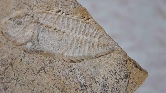 Dinozorlar döneminden kalma kılıç balığı fosili bulundu