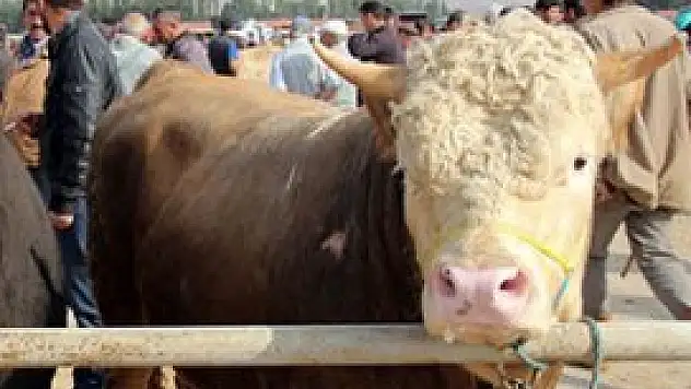 Kurbanlık fiyatları tartışılıyor