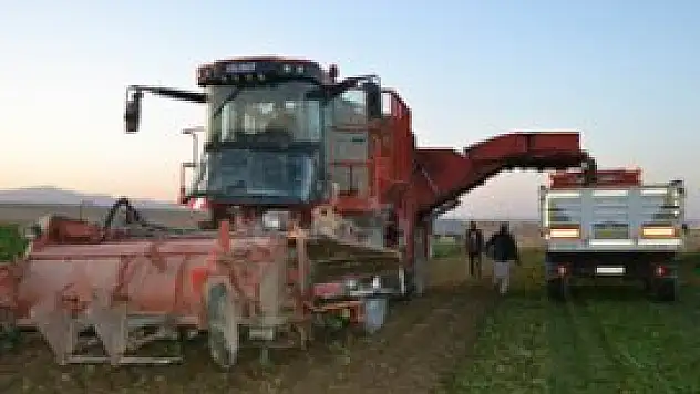 Kulu'da pancar hasadı ve alımı başladı