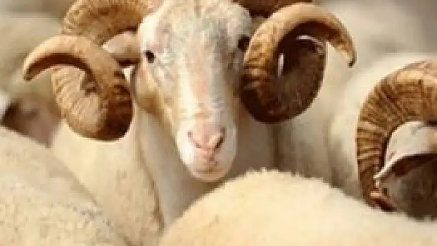 Karatay'da kurban satış ve kesim yerleri belirlendi