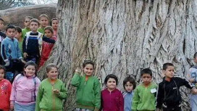 Domaniç'te 300 yıllık kavak