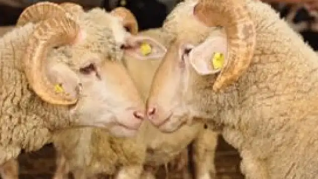 Bakanlık'tan kurbanlıklar için uyarı