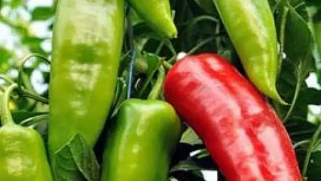 Eylülün zam şampiyonu çarliston biber