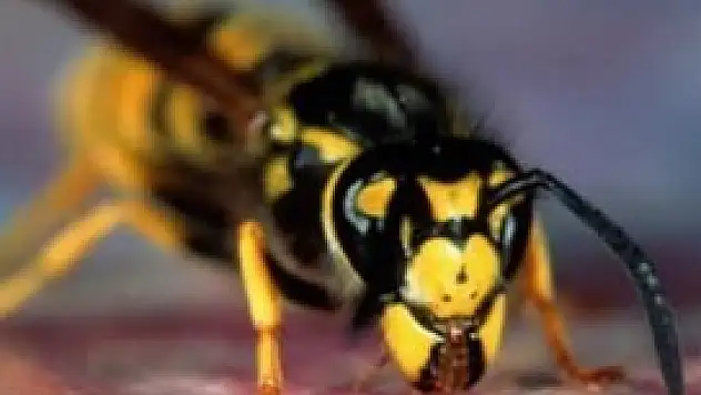 Arılar saldırdı 42 kişi öldü