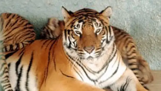 Bengal kaplanı ikinci kez dördüz doğurdu