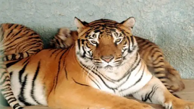 2026 Kış Olimpiyatları devlet projesi olmalı