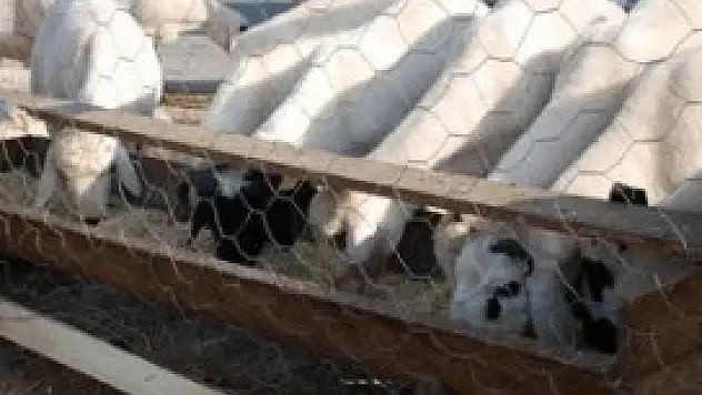 Meram'da Kurbanlık Satış ve Kesim Yerleri 