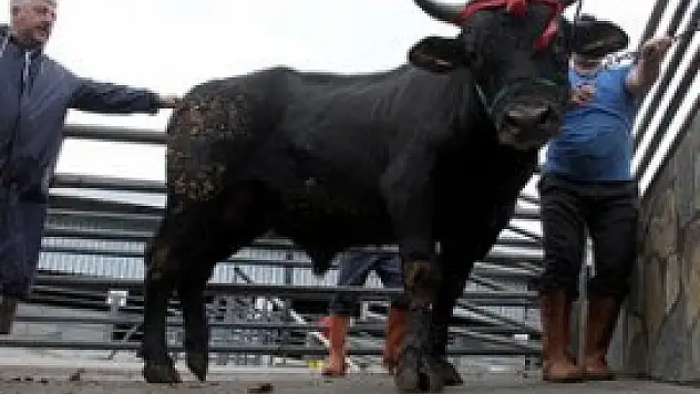 Otomobil fiyatına kurbanlık