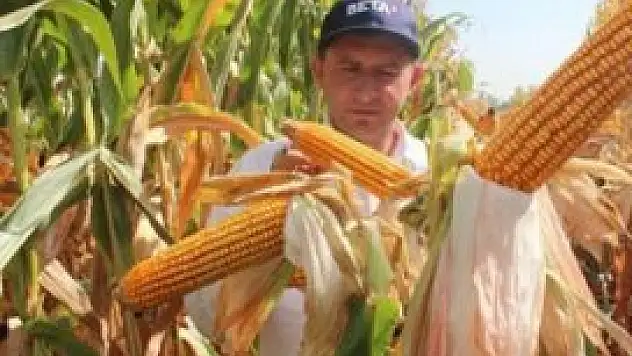 Beta Ziraat'ten mısır tohumuna hamle