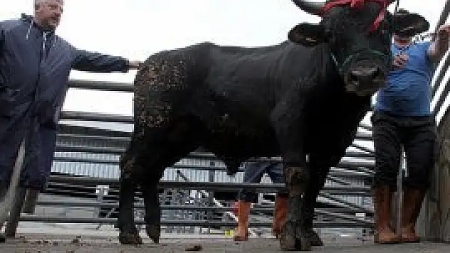 Otomobil fiyatına kurbanlık