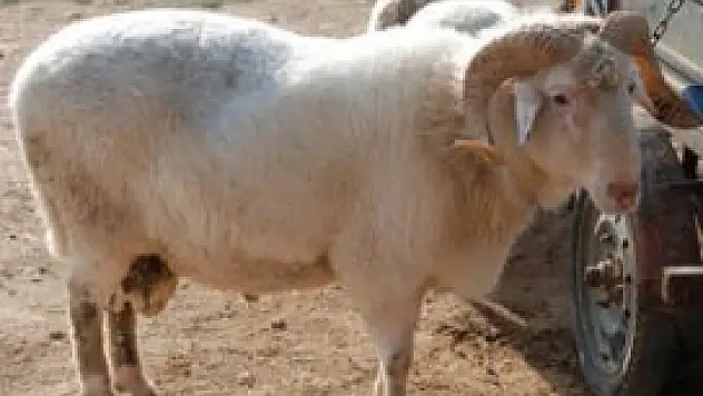 Meram'da kurban satış ve kesim yerleri belli oldu